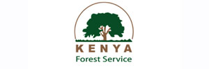 kenya-forest